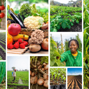 Organic Agriculture MasterClass – ABI Organic Agriculture, Kenya