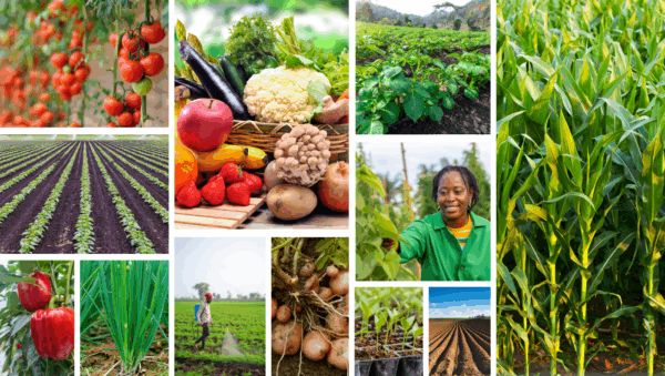Organic Agriculture MasterClass – ABI Organic Agriculture, Kenya